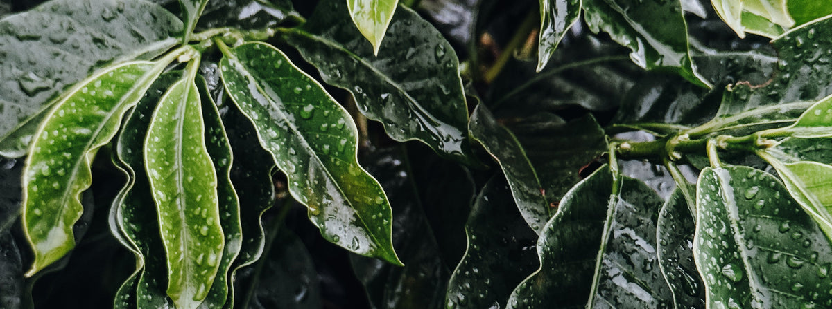 Close-up of wet green leaves with water droplets